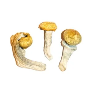 Penis Envy Shrooms
